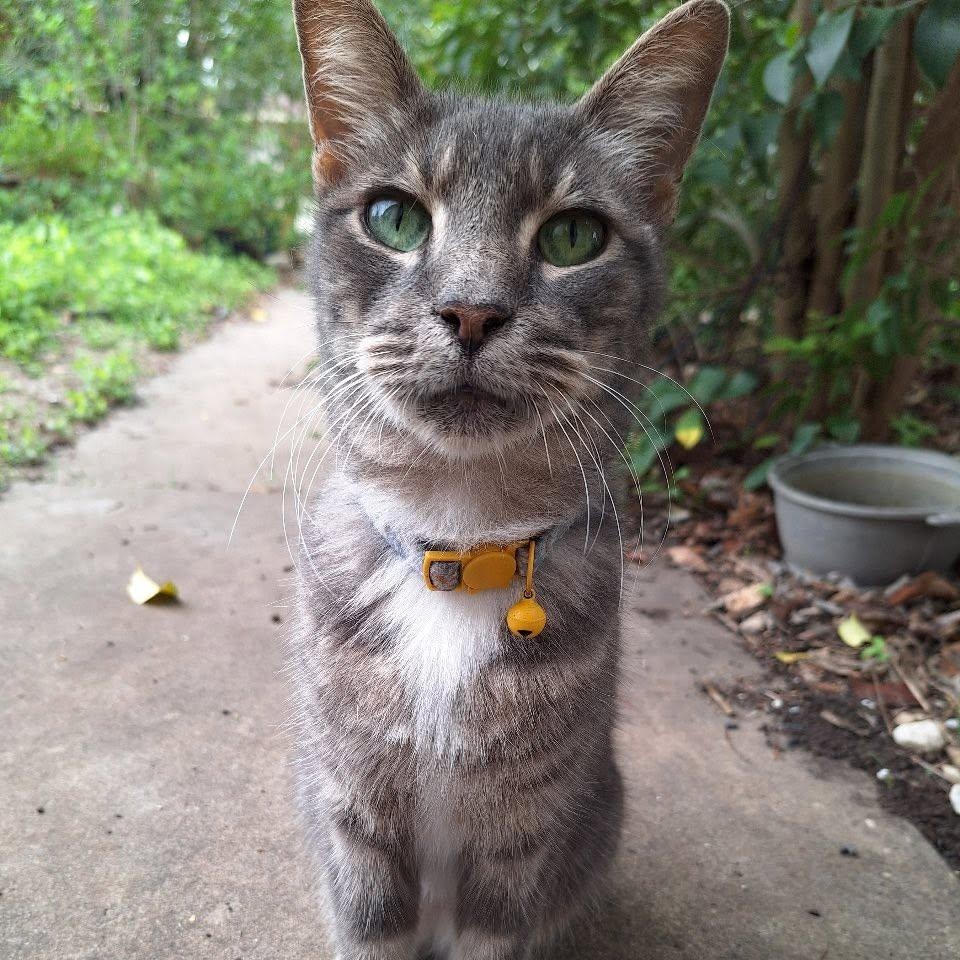 Gracie, a Adoptable Domestic Short Hair in Portland, OR image 3/6