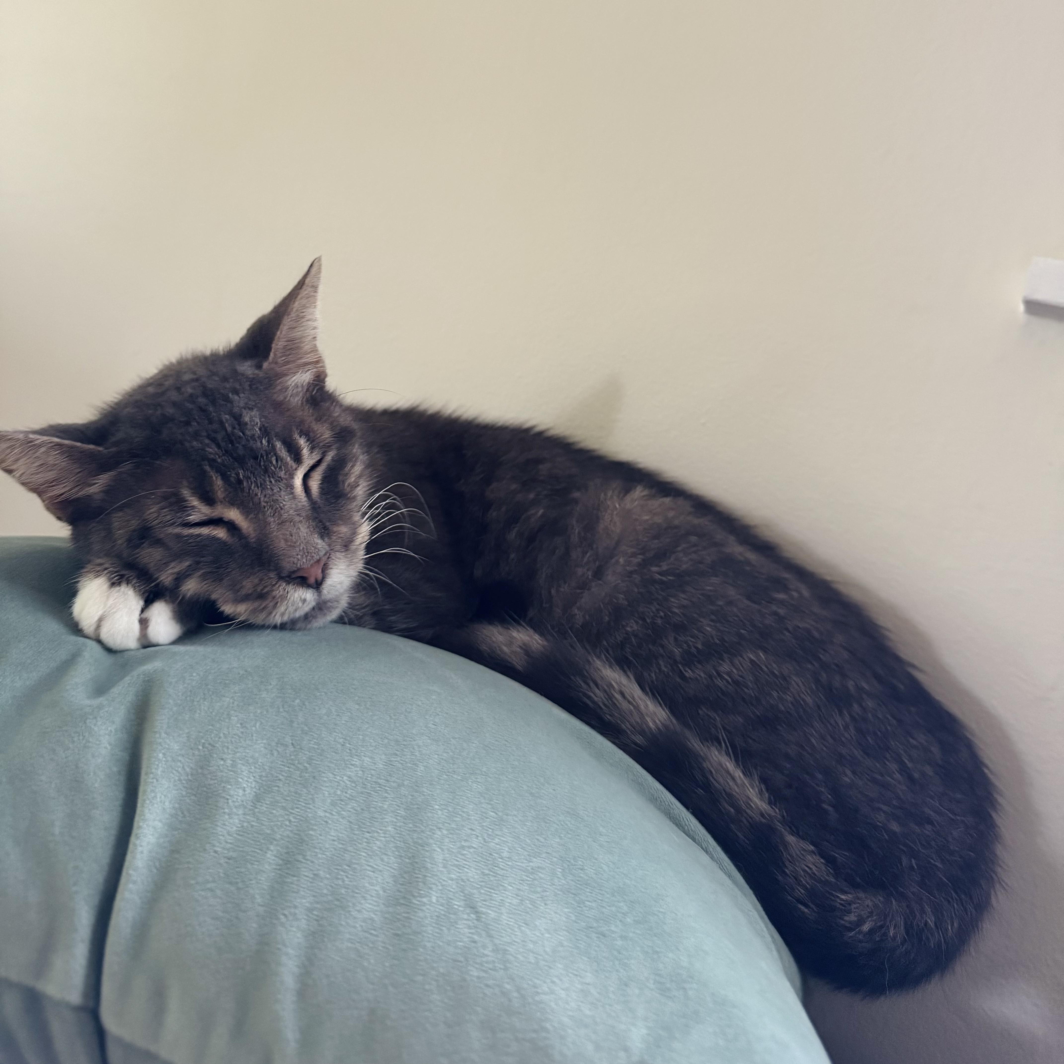 Gracie, a Adoptable Domestic Short Hair in Portland, OR image 6/6