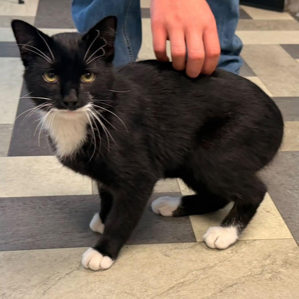 Enlarge Hector, a Adopted Domestic Short Hair in Watertown, WI image 2/2