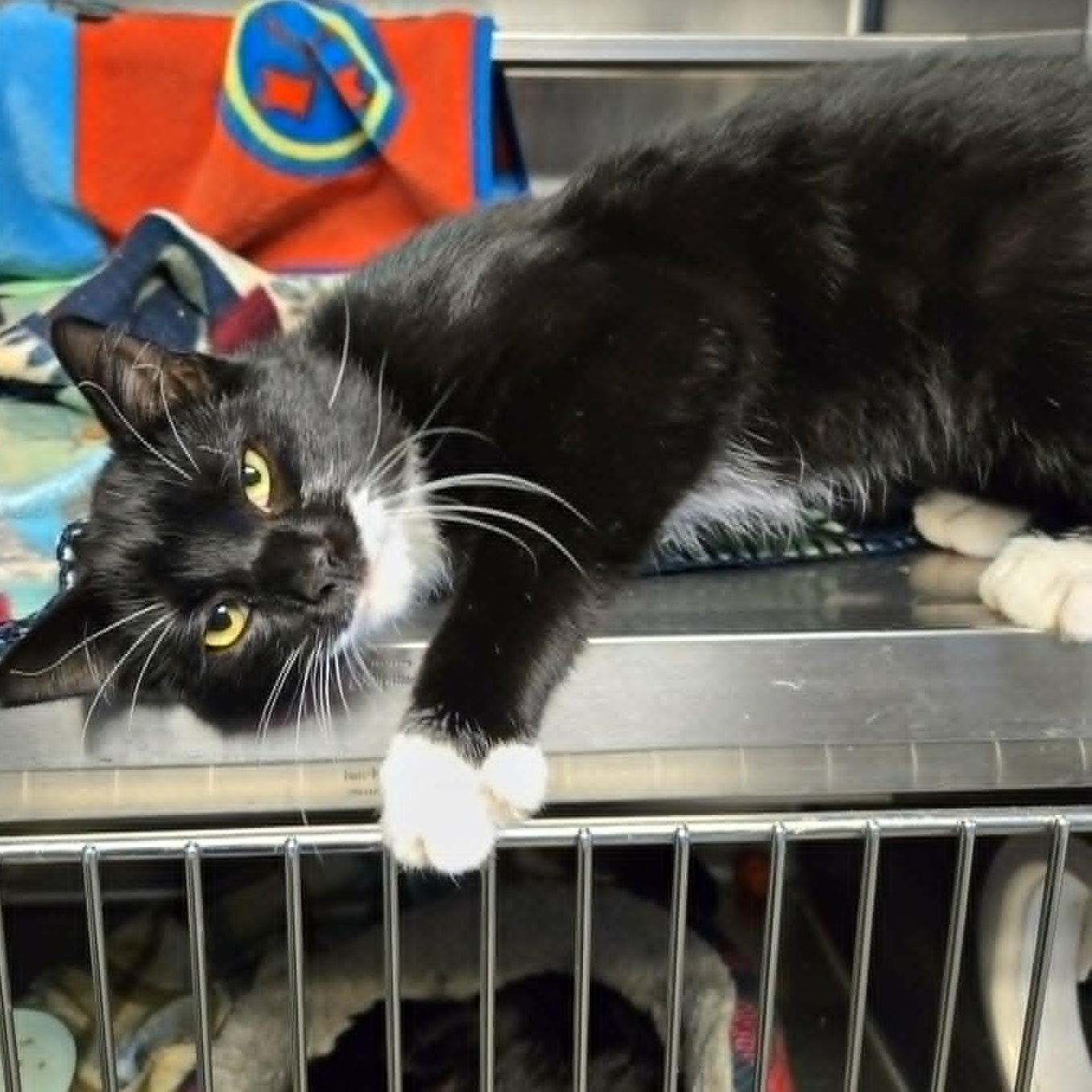 Hector, Adopted, Young Male Domestic Short Hair.