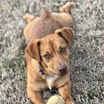 Enlarge Lil' Bit, an adopted mixed breed in Watertown, CT image 3/4