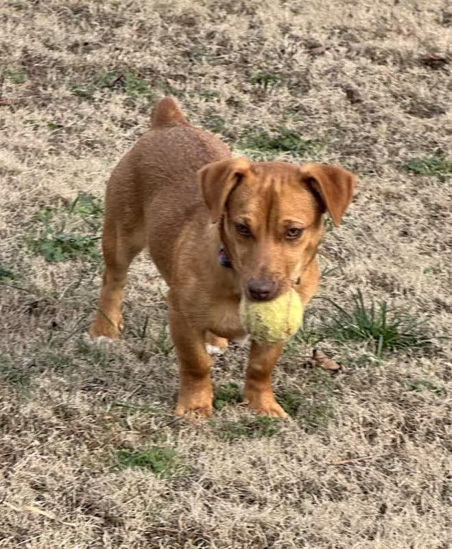 Lil' Bit, adopted, Puppy Female Dachshund (Long Haired) & Rhodesian Ridgeback.