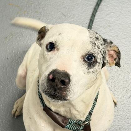 Enlarge Beauty - 2, a Adoptable mixed breed in Daytona Beach, FL image 1/1