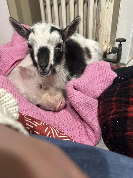 Willma, a Adoptable Pot Bellied in Perkasie, PA image 1/2