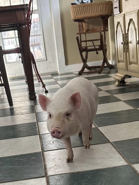 Willma, a Adoptable Pot Bellied in Perkasie, PA image 2/2