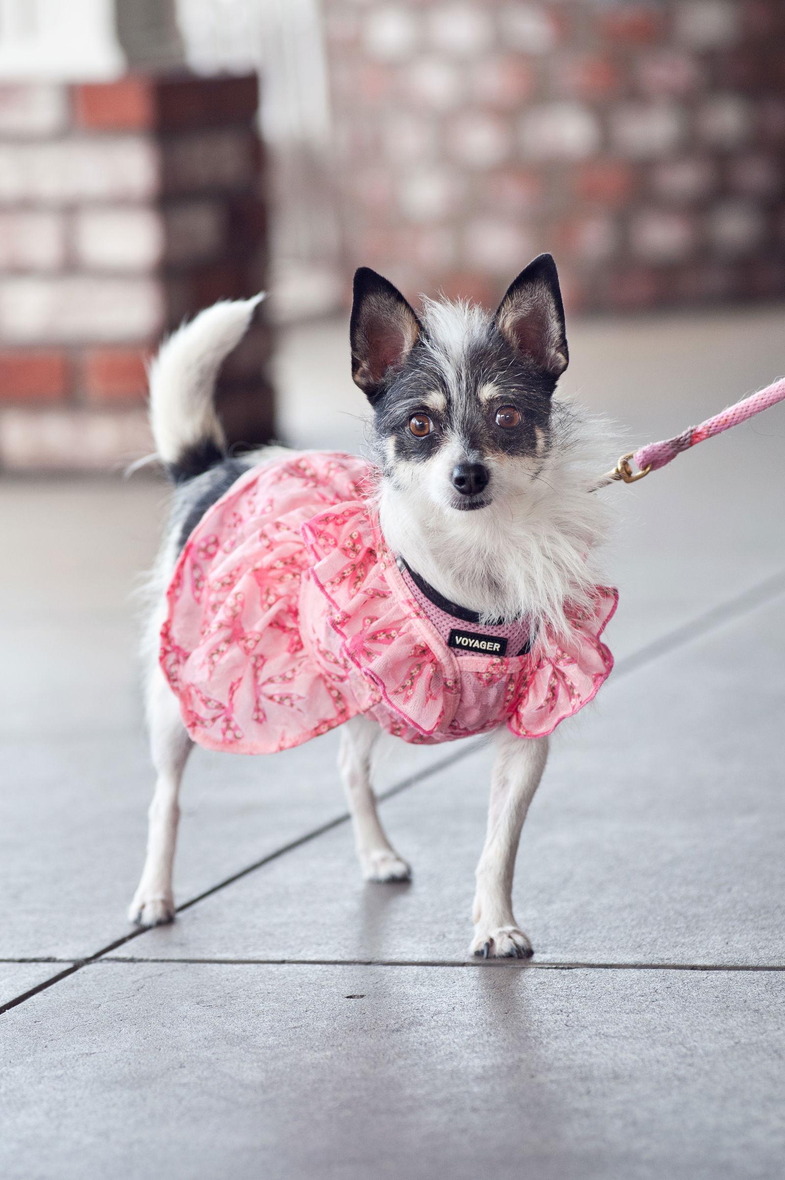 Holly, Adoptable, Adult Female Chihuahua & Jack Russell Terrier.