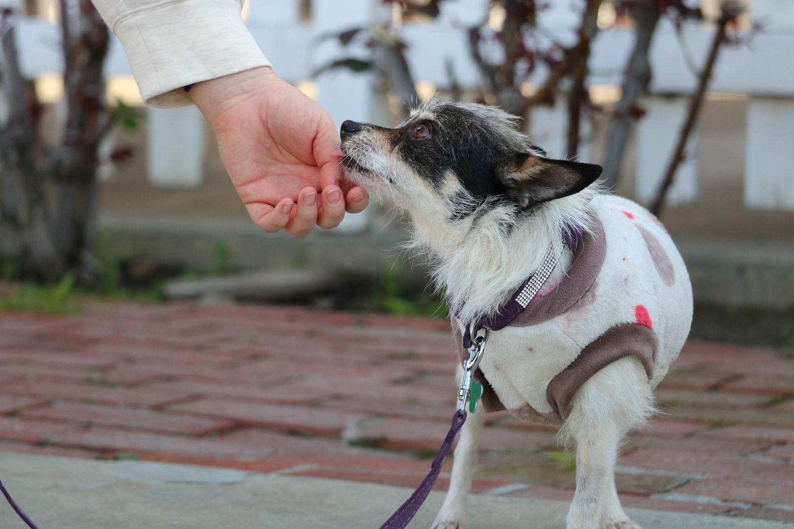 Holly, Adoptable, Adult Female Chihuahua & Jack Russell Terrier.