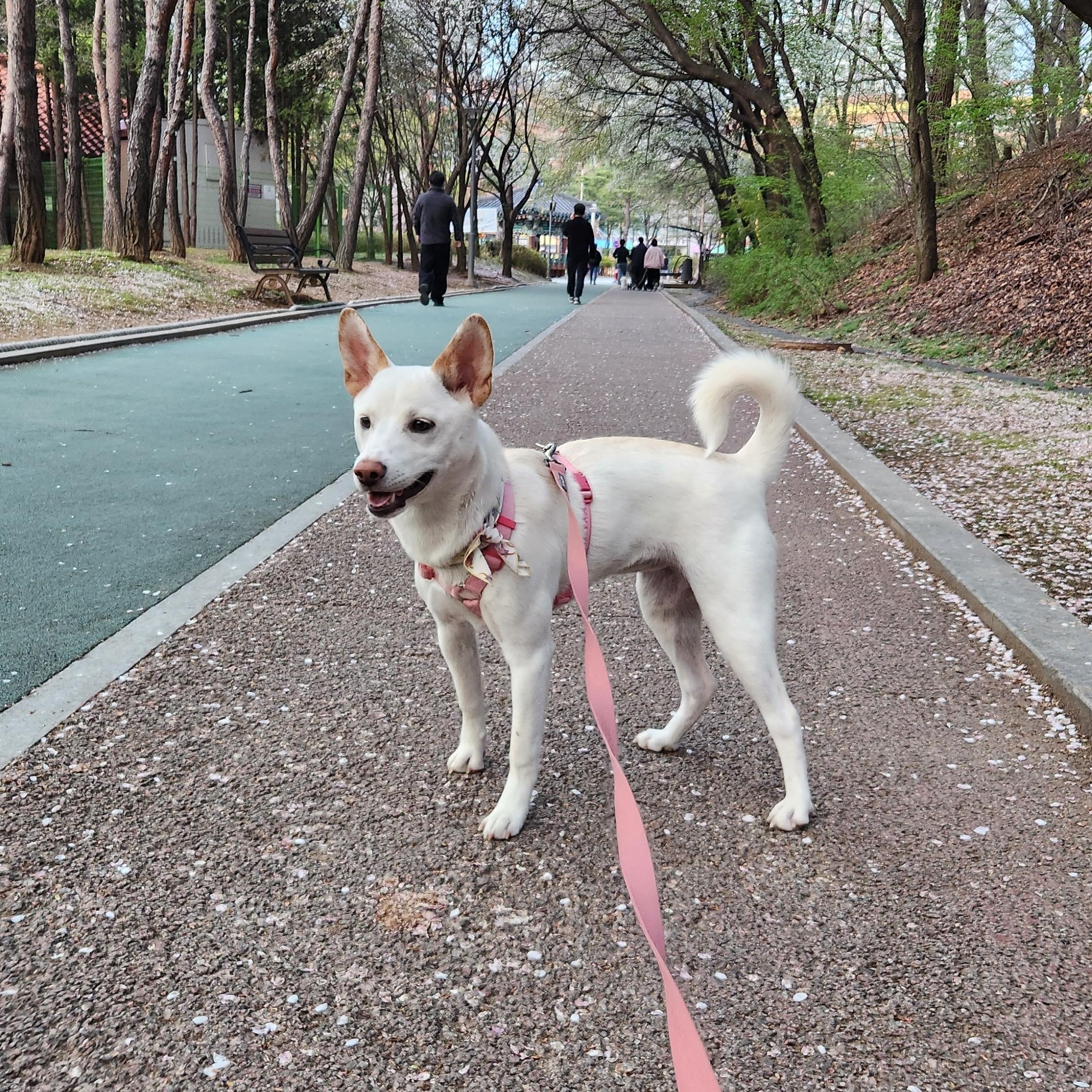 Soy, a Adoptable mixed breed in West Hartford , CT image 3/6