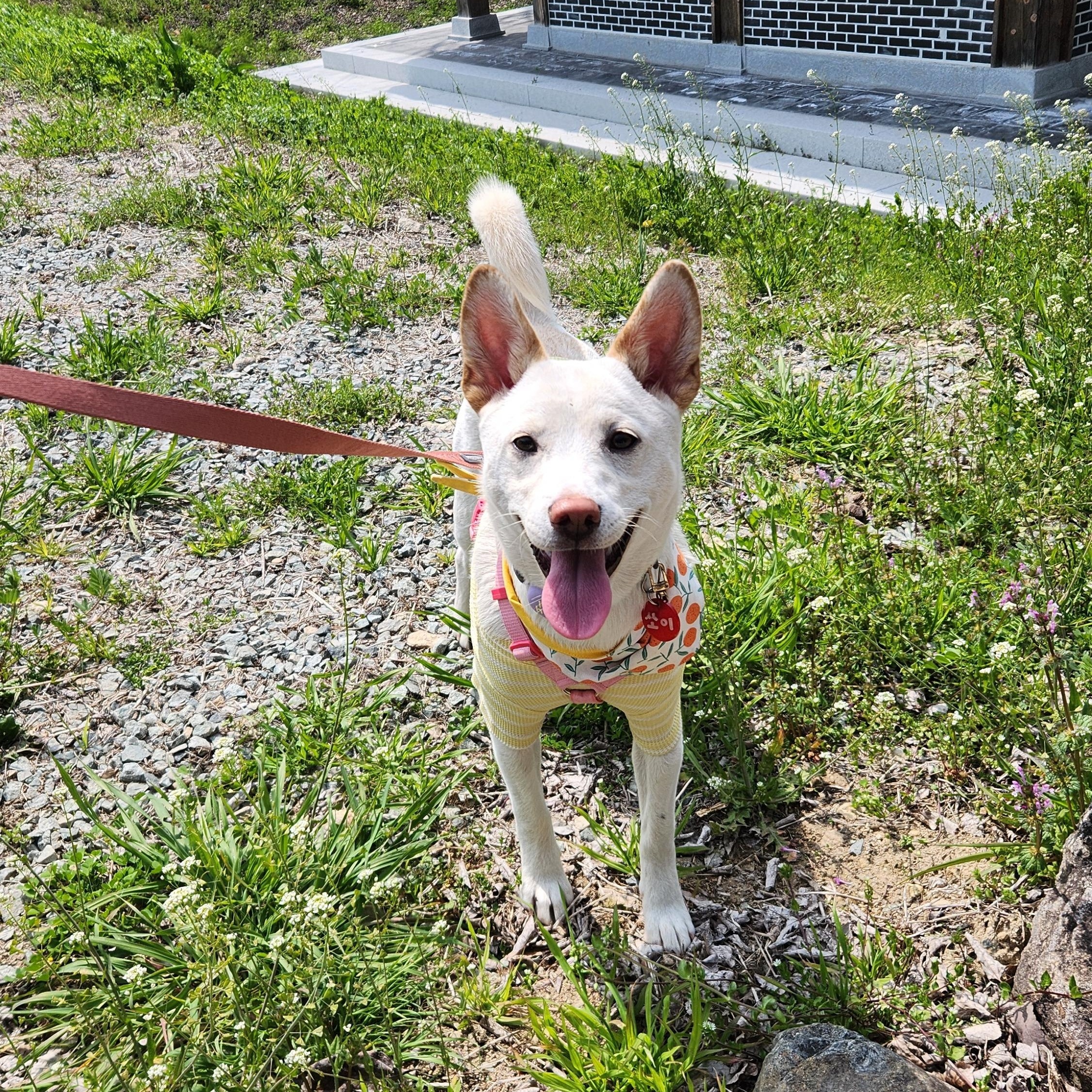 Soy, a Adoptable mixed breed in West Hartford , CT image 2/6