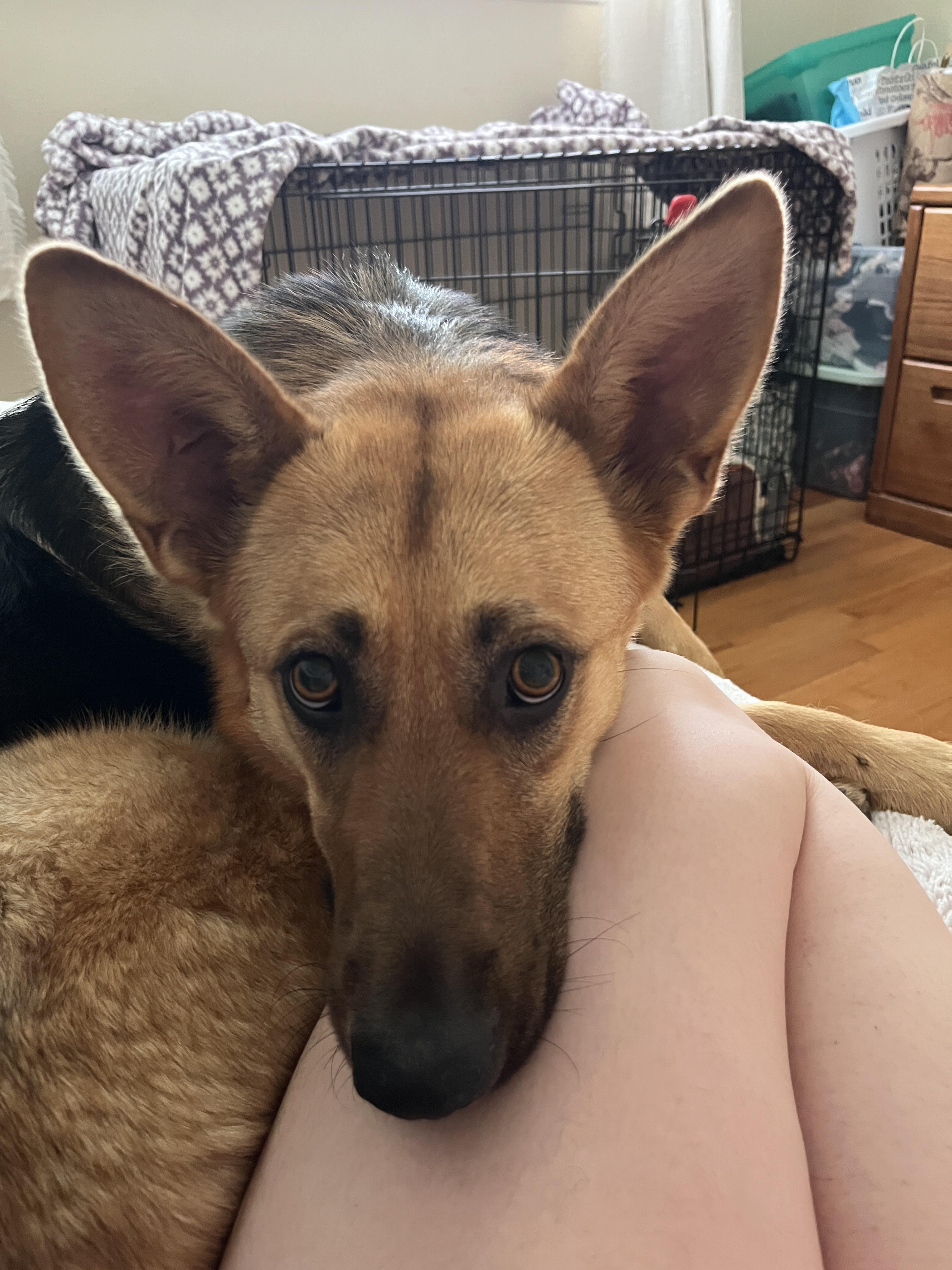 Twila, a Adopted mixed breed in Tracy, CA image 2/6
