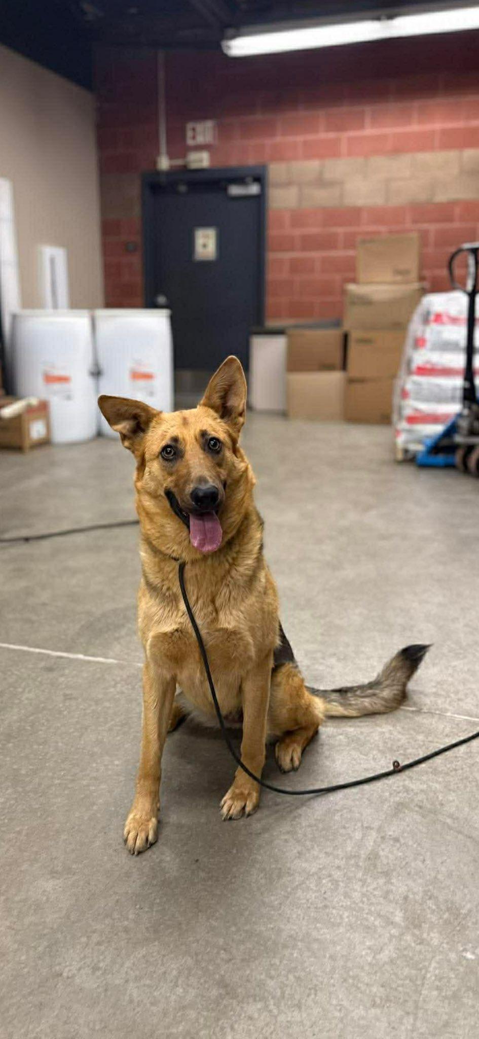 Twila, a Adopted mixed breed in Tracy, CA image 4/6