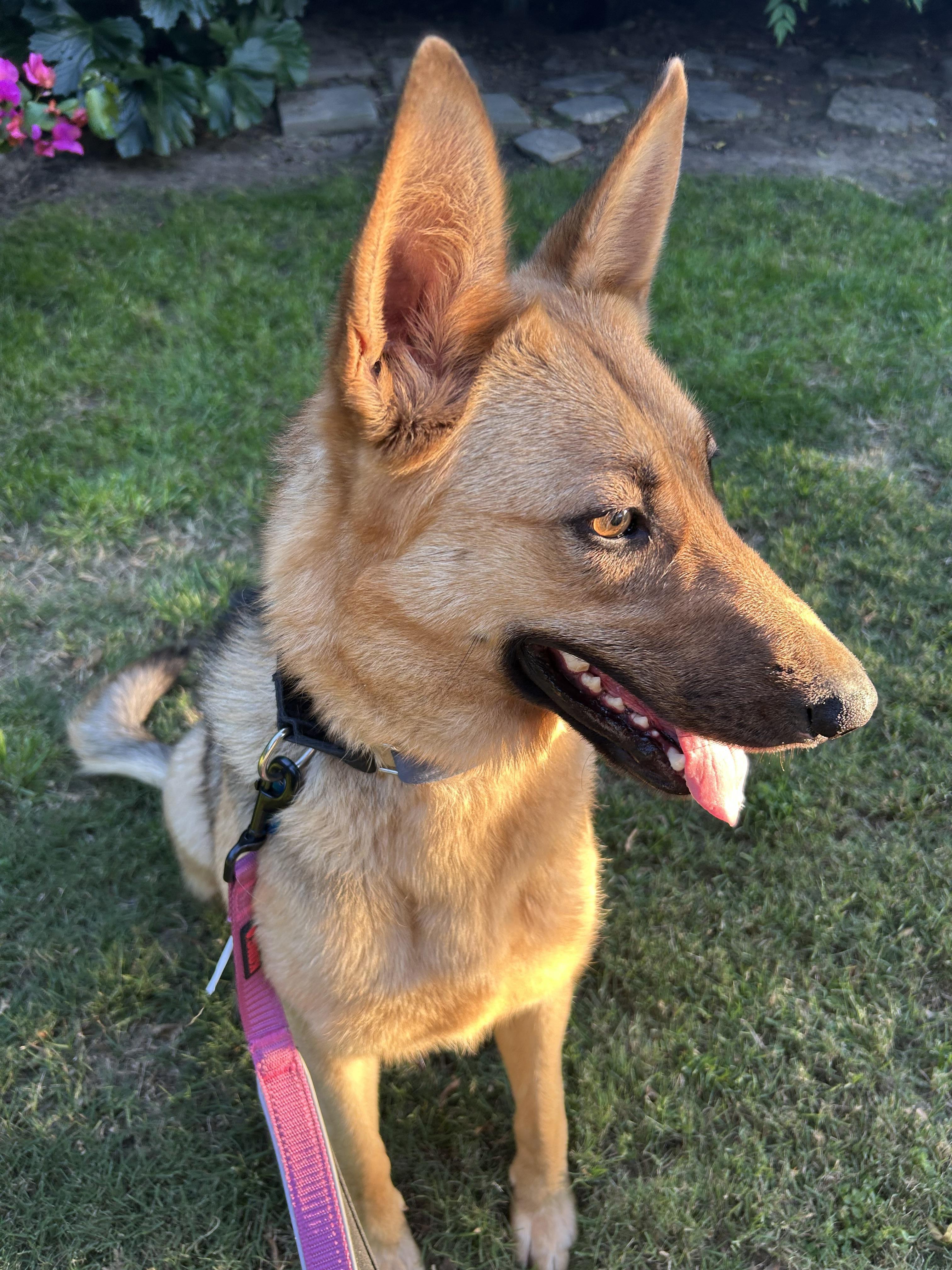 Twila, a Adopted mixed breed in Tracy, CA image 6/6