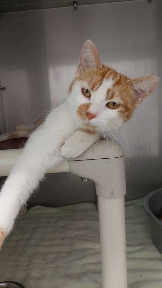 Marigold, Young Female Domestic Short Hair