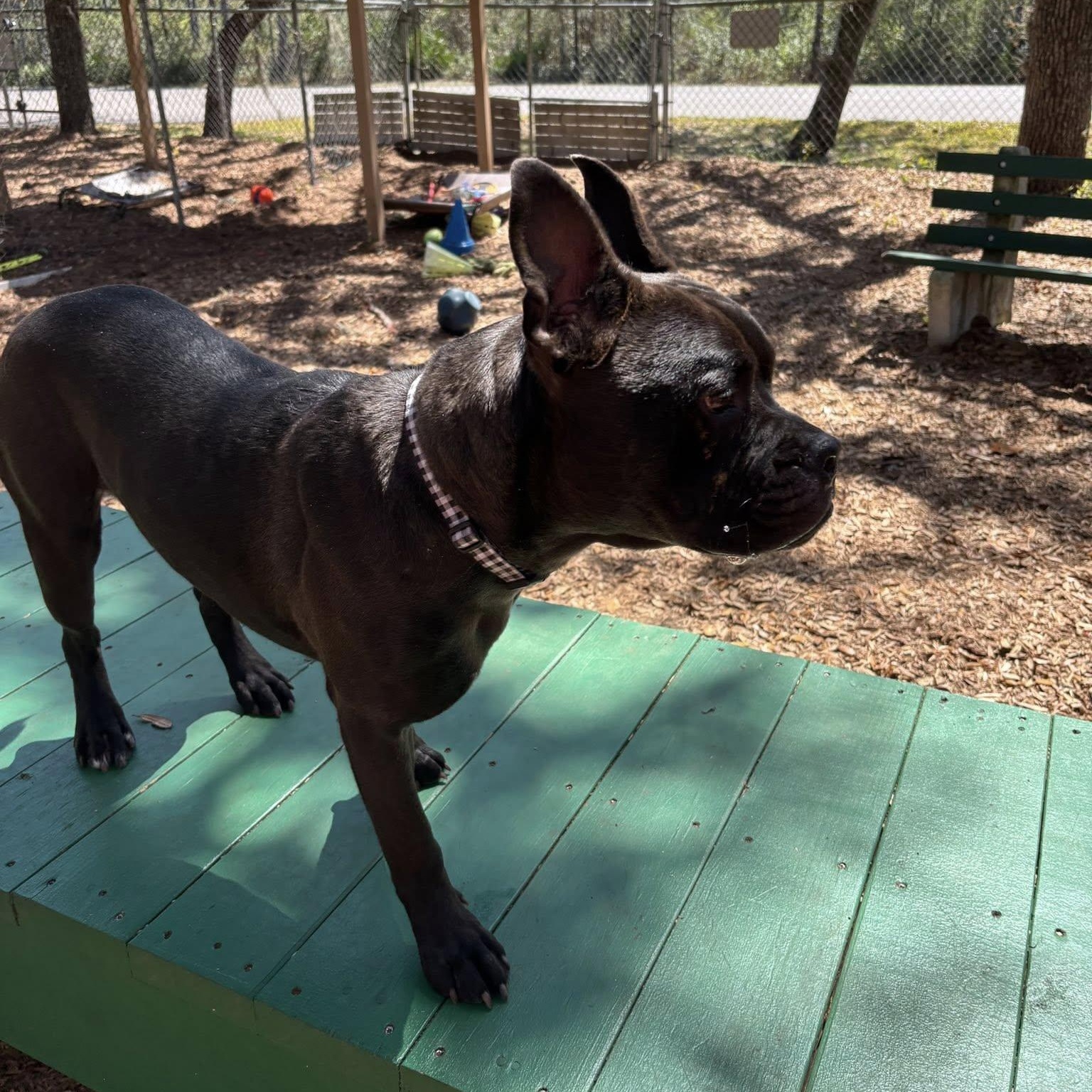 Enlarge Dingo, a ADOPTABLE mixed breed in St. Augustine, FL image 2/3