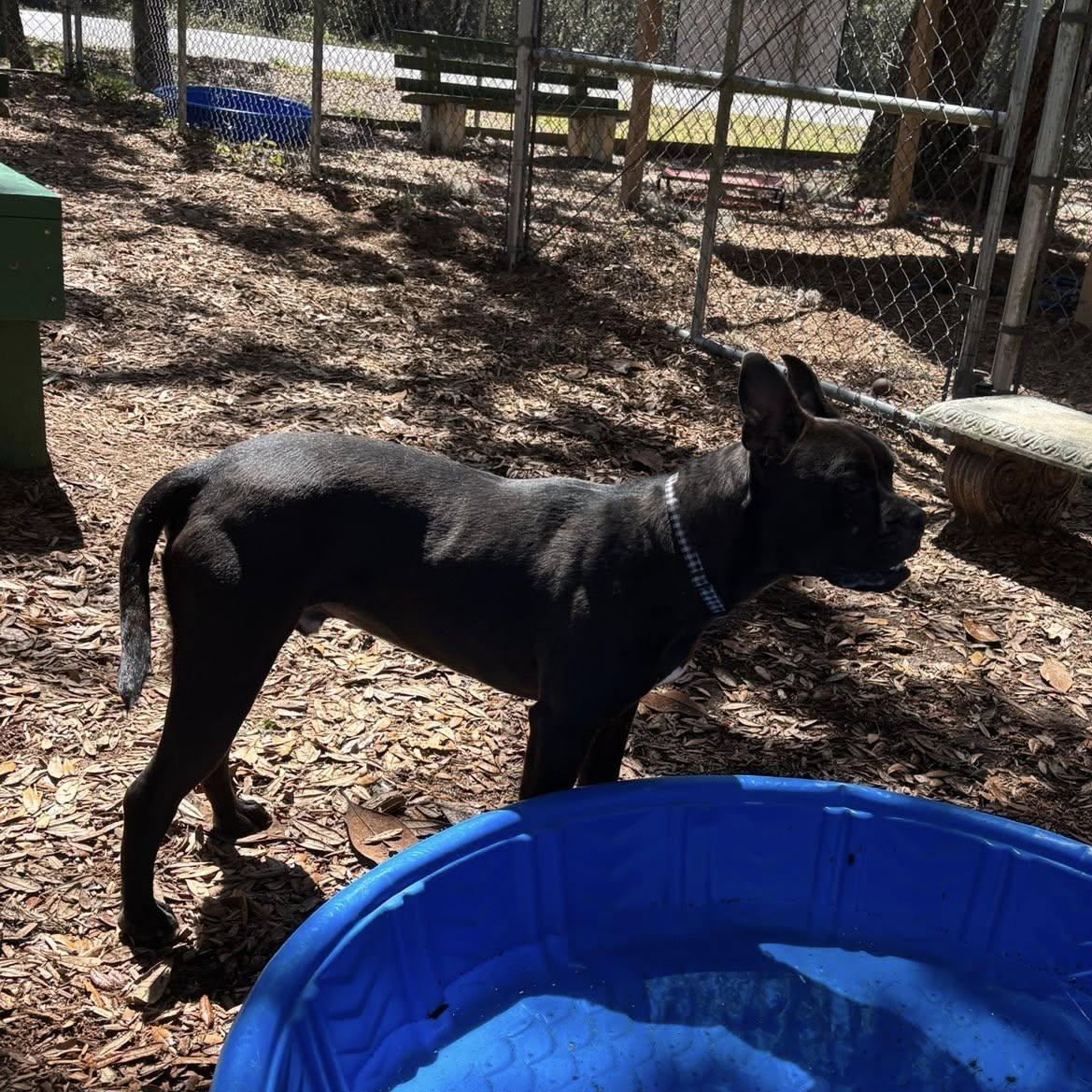 Enlarge Dingo, a ADOPTABLE mixed breed in St. Augustine, FL image 3/3