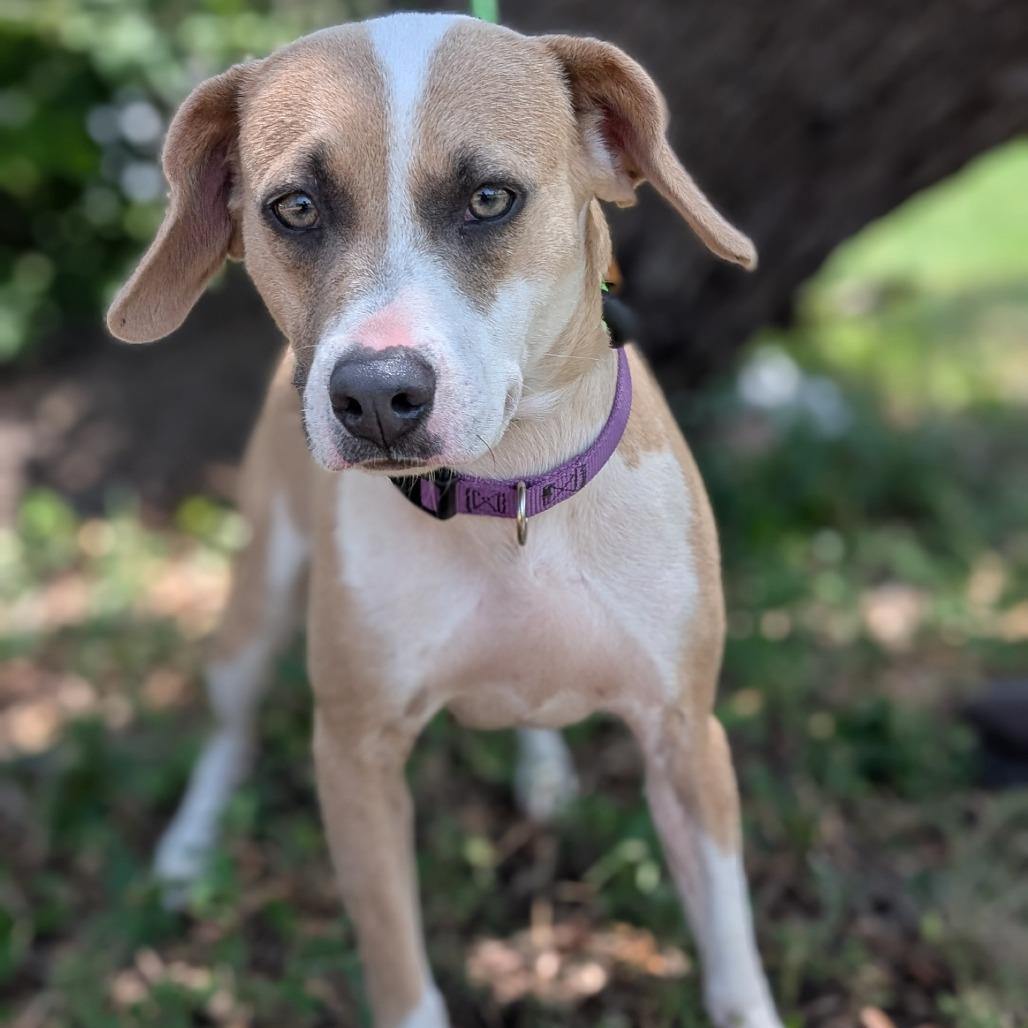 Sweetie, Adoptable, Adult Female Whippet & Mixed Breed.