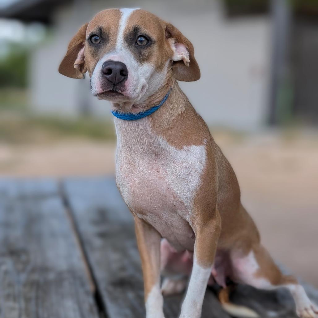 Sweetie, a Adoptable mixed breed in Buchanan Dam, TX image 2/4