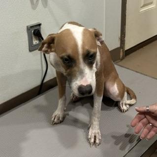 Sweetie, a Adoptable mixed breed in Buchanan Dam, TX image 3/4