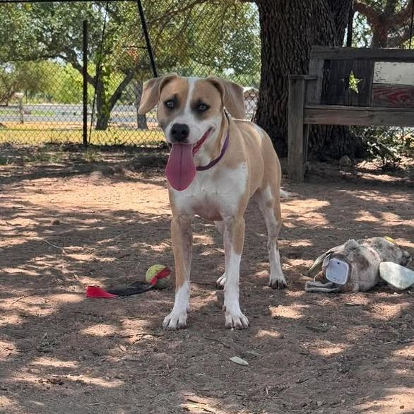 Sweetie, a Adoptable mixed breed in Buchanan Dam, TX image 4/4