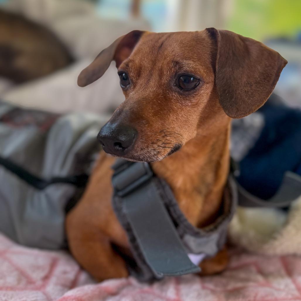 Slim Jim, Adoptable, Adult Male Dachshund.