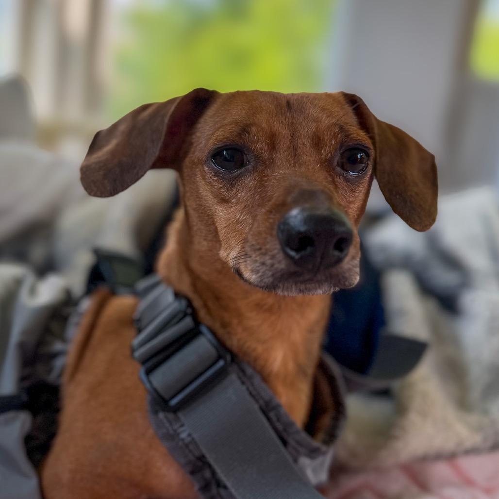 Enlarge Slim Jim, a Adoptable Dachshund in Crystal, MN image 2/2