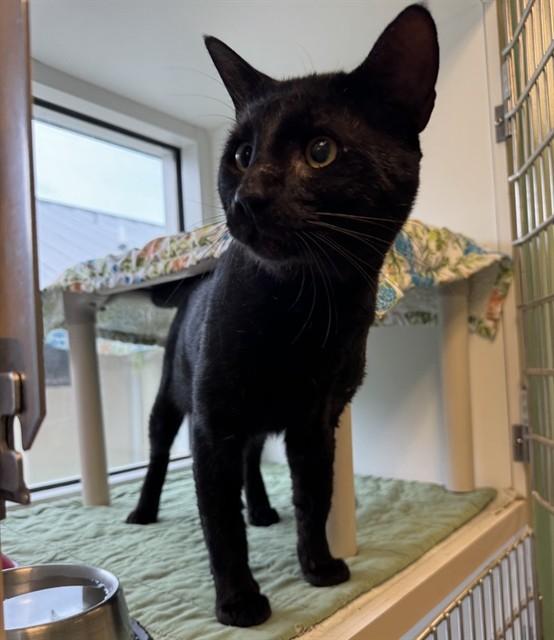 TERRENCE, Adoptable, Young Male Domestic Short Hair.