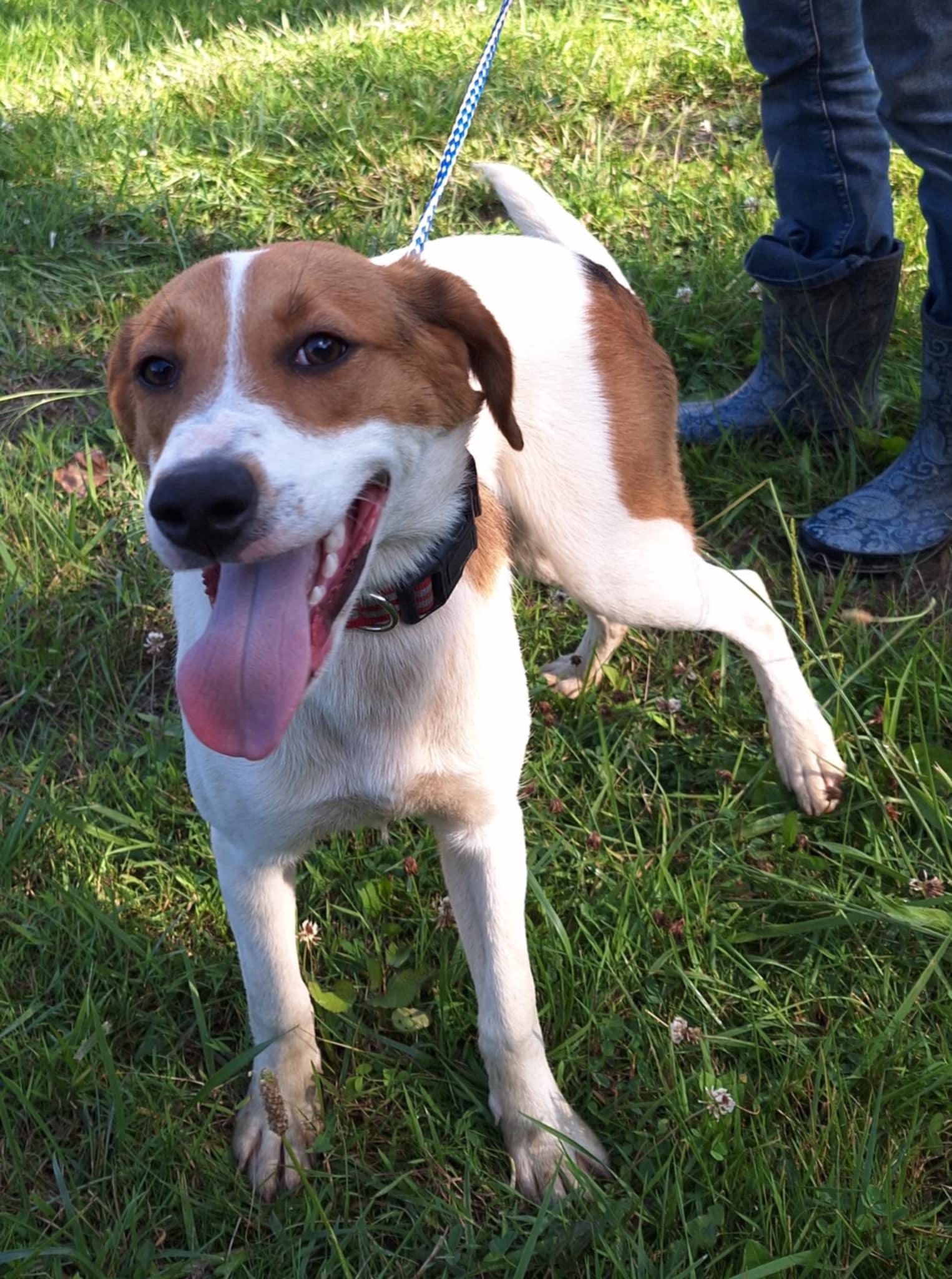 Enlarge Landon - little smiler!, a Adoptable mixed breed in North Bay, ON image 4/6