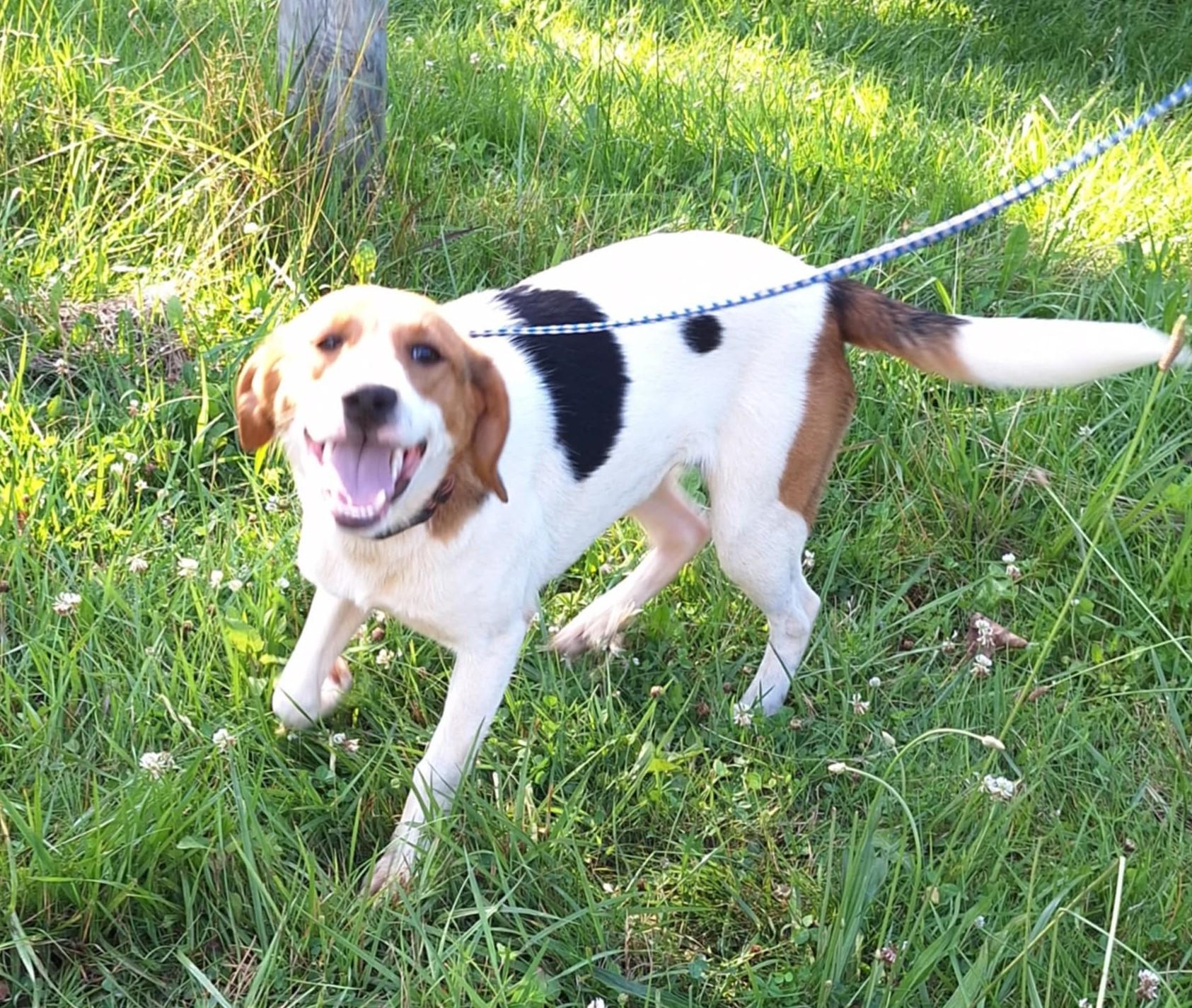 Enlarge Landon - little smiler!, a Adoptable mixed breed in North Bay, ON image 3/6