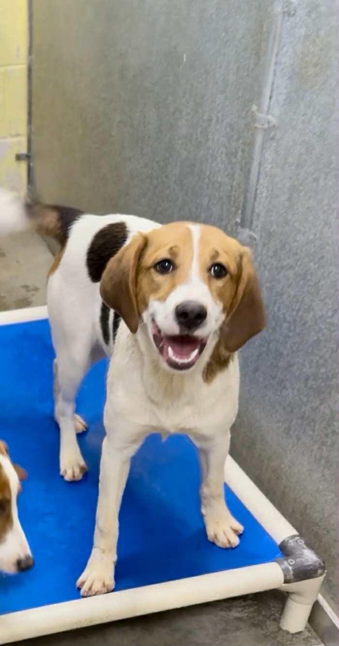 Enlarge Landon - little smiler!, a Adoptable mixed breed in North Bay, ON image 6/6
