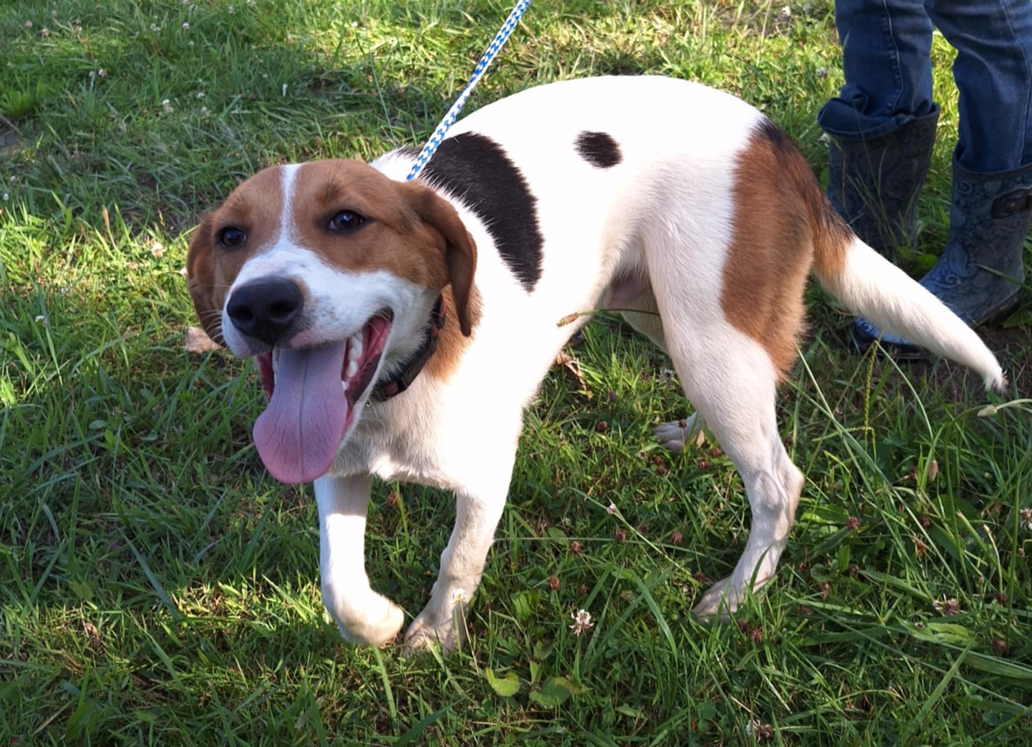 Landon - little smiler!, Adoptable, Young Male American Foxhound & Beagle.
