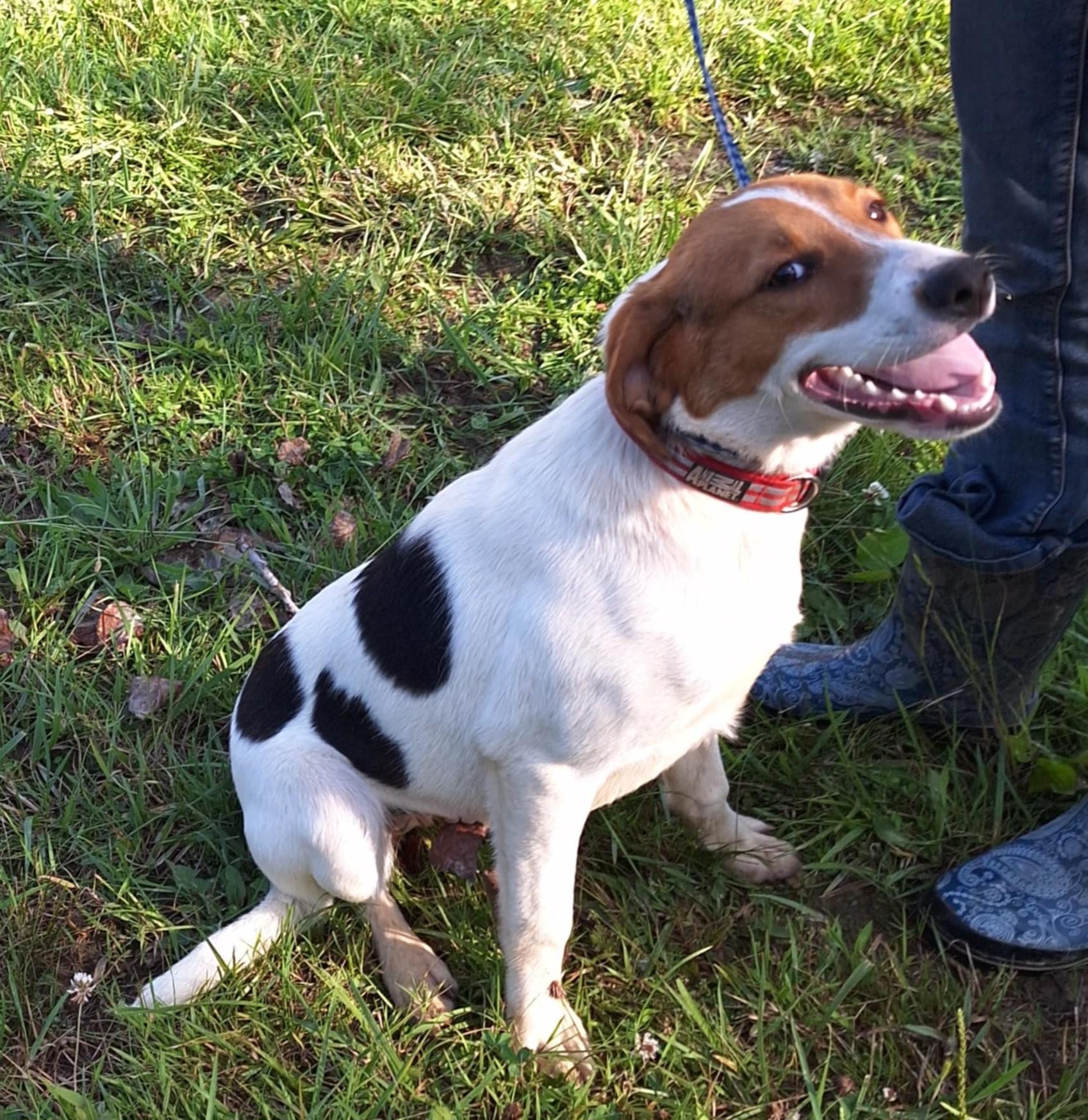 Enlarge Landon - little smiler!, a Adoptable mixed breed in North Bay, ON image 2/6