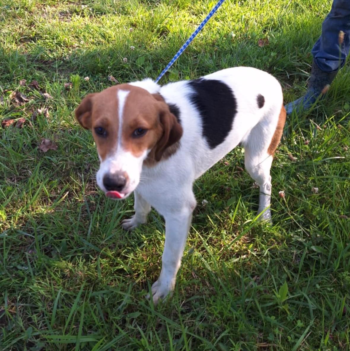 Enlarge Landon - little smiler!, a Adoptable mixed breed in North Bay, ON image 5/6