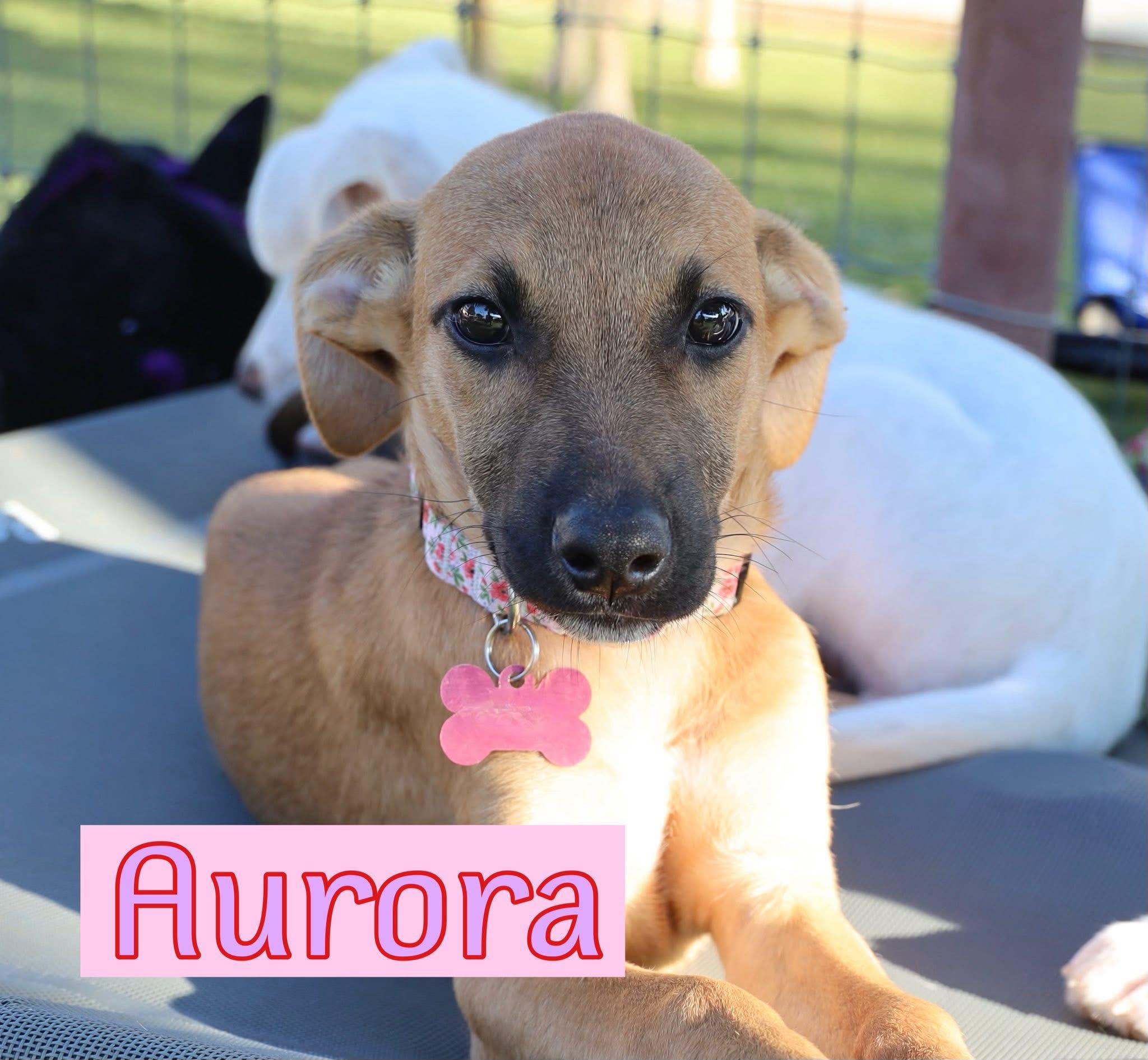 Aurora