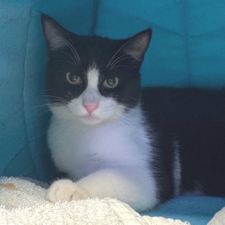 Enlarge Tourmaline, a Adoptable Domestic Short Hair in Wantagh, NY image 1/3