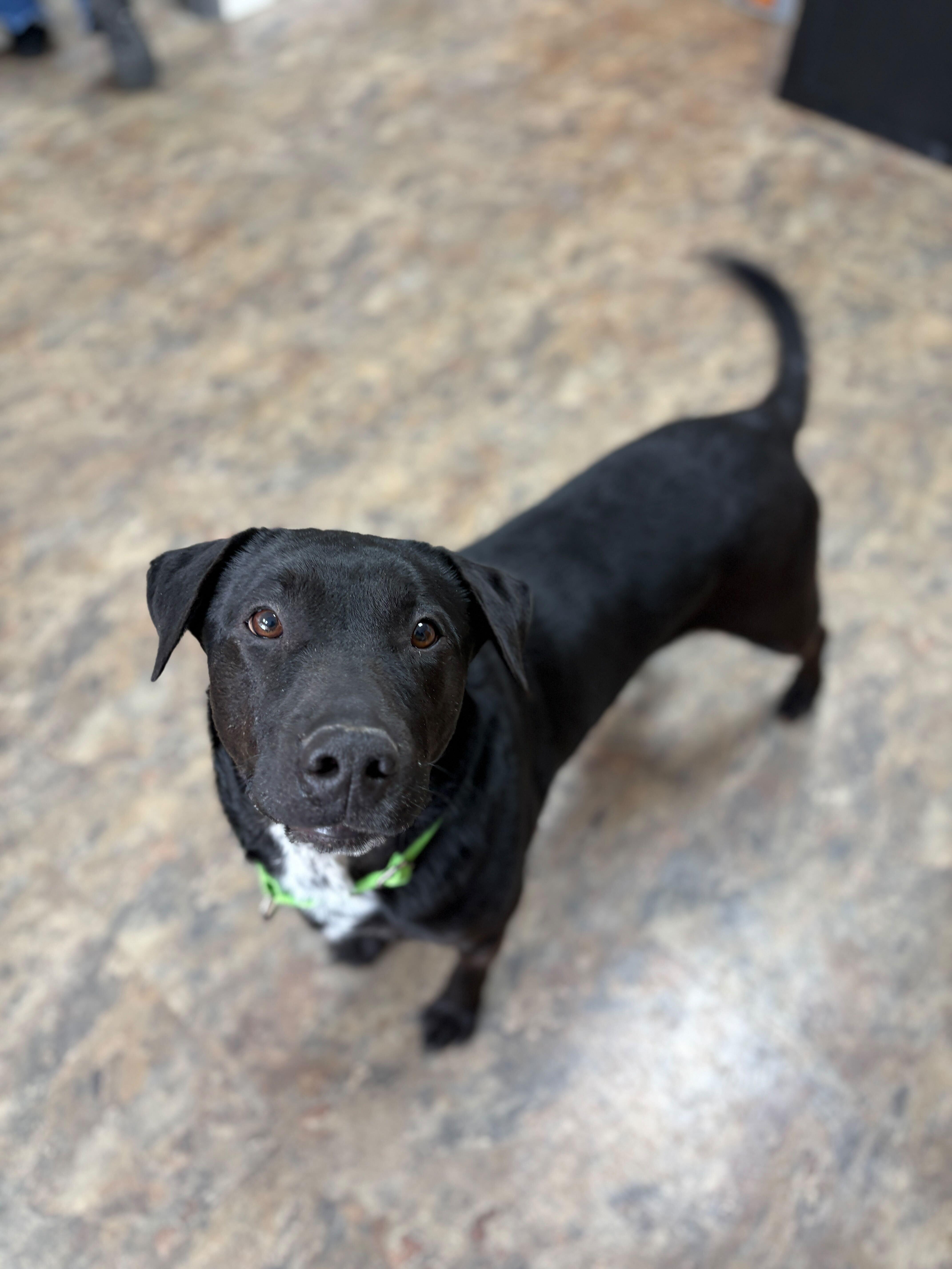 Ripper - Adoptable Pet | Petfinder | Petfinder