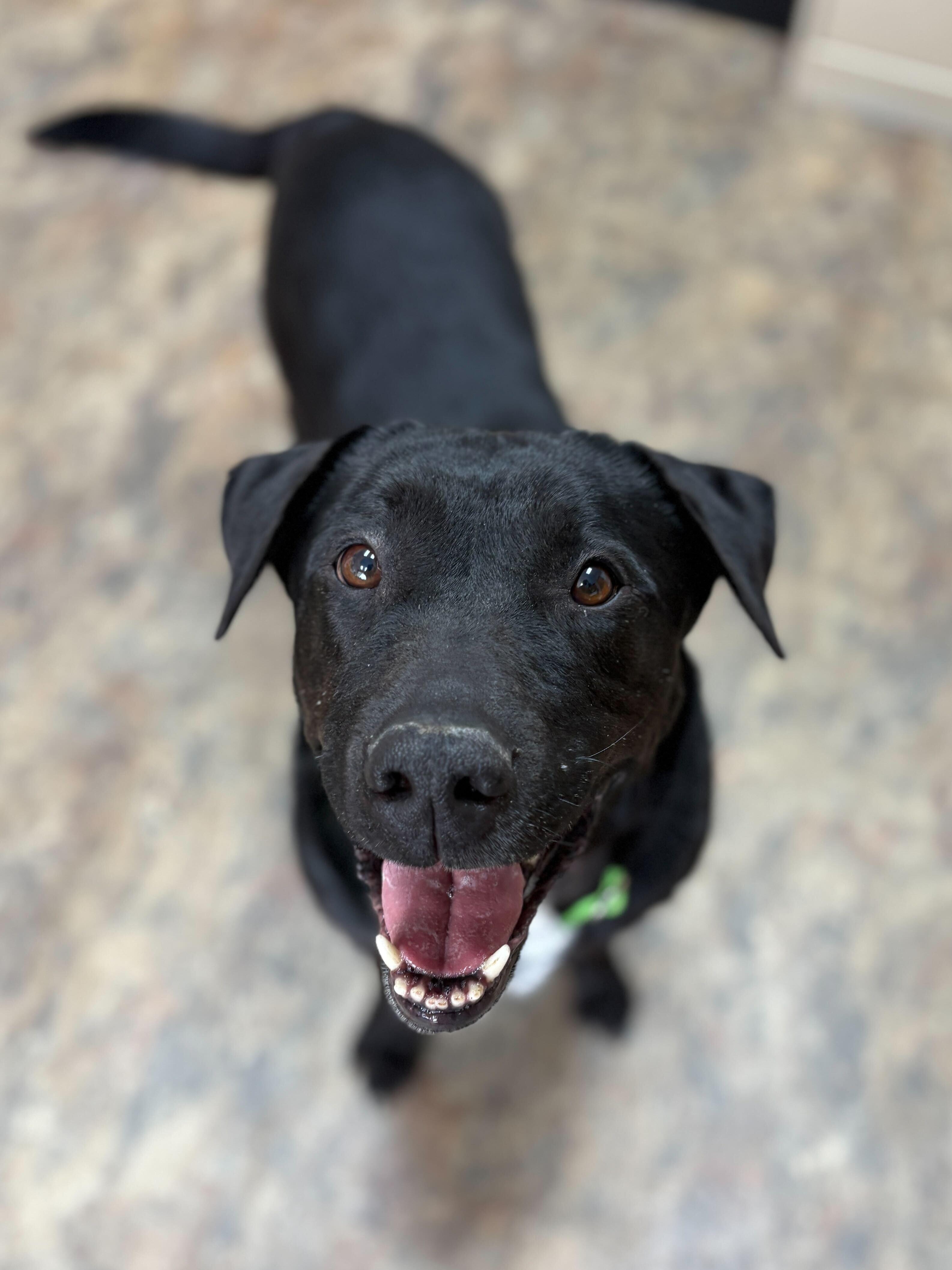 Ripper, Adoptable, Senior Male Black Labrador Retriever.