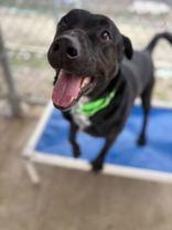 Ripper, a Adoptable mixed breed in Jackson, MI image 3/5