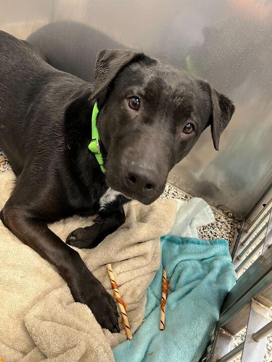 Ripper, a Adoptable mixed breed in Jackson, MI image 5/5