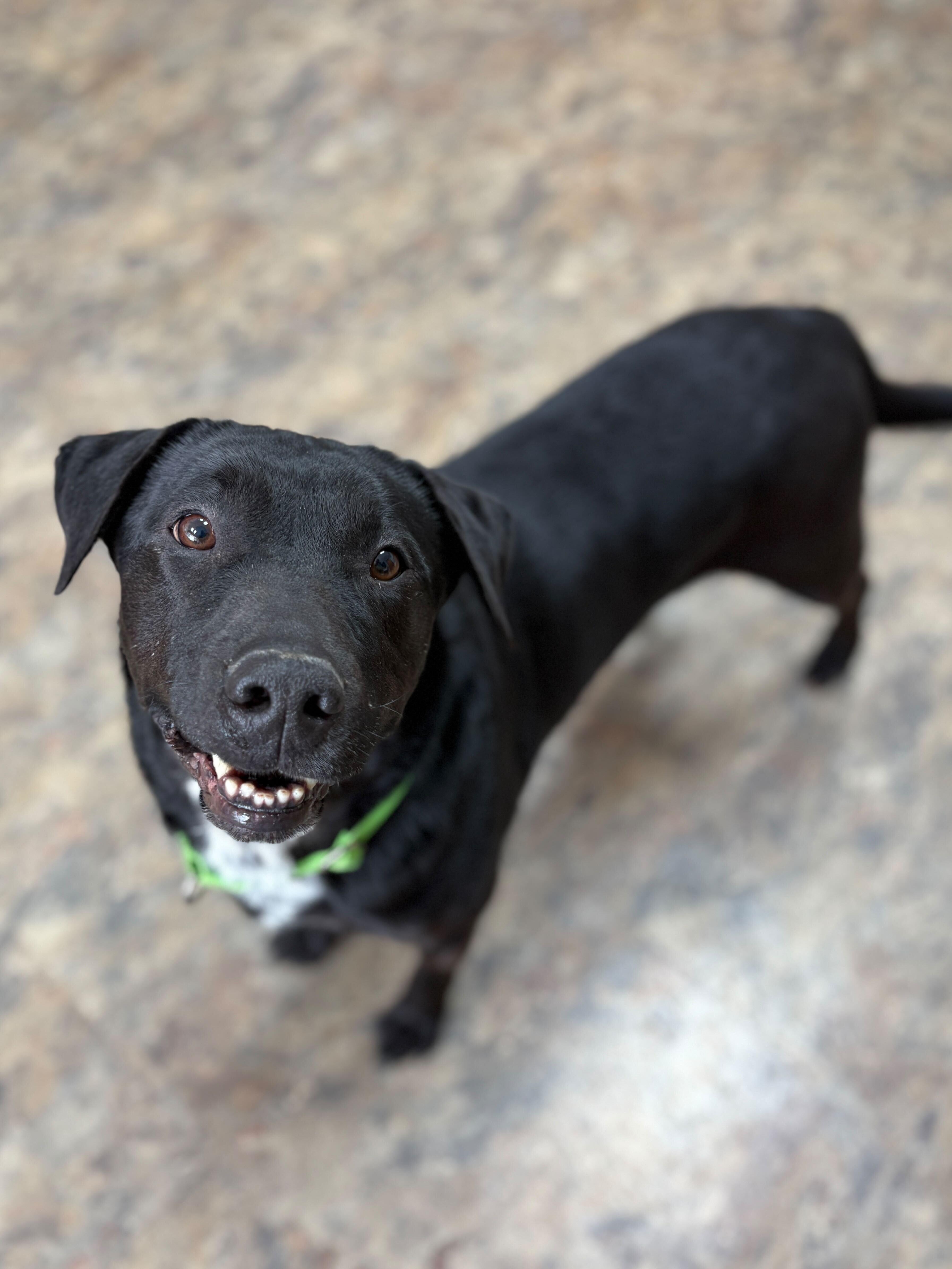Ripper - Adoptable Pet | Petfinder | Petfinder