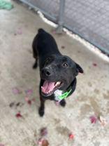 Ripper, a Adoptable mixed breed in Jackson, MI image 2/5
