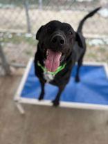 Ripper, Adoptable, Senior Male Black Labrador Retriever.