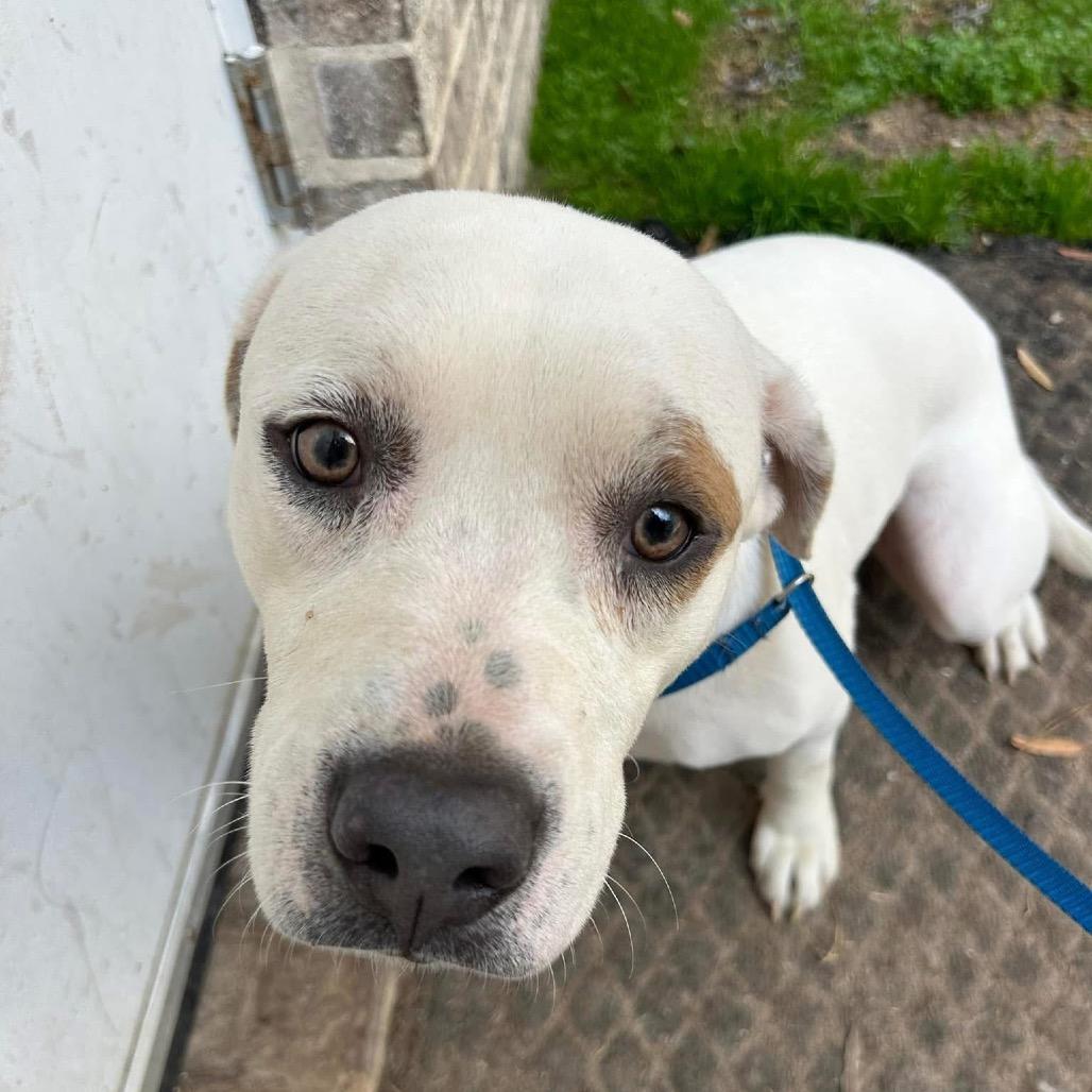 Polar Peak, Adoptable, Adult Male Mixed Breed.