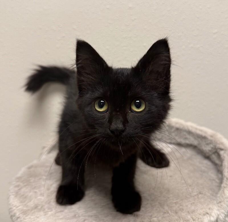 Sophi, Adoptable, Young Female Domestic Medium Hair.