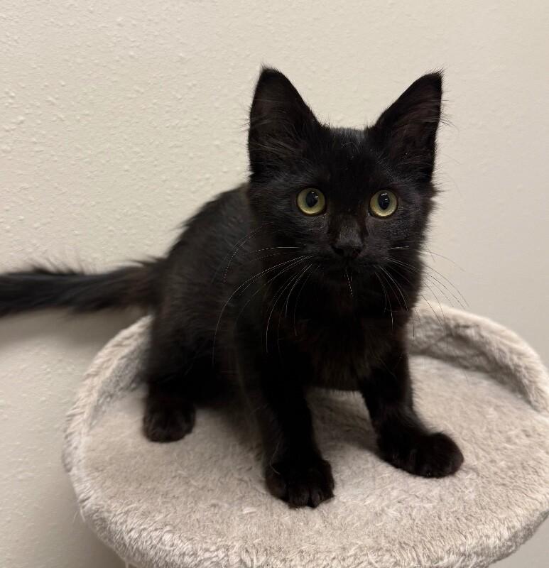 Enlarge Sophi, a Adoptable Domestic Medium Hair in Yankton, SD image 2/3