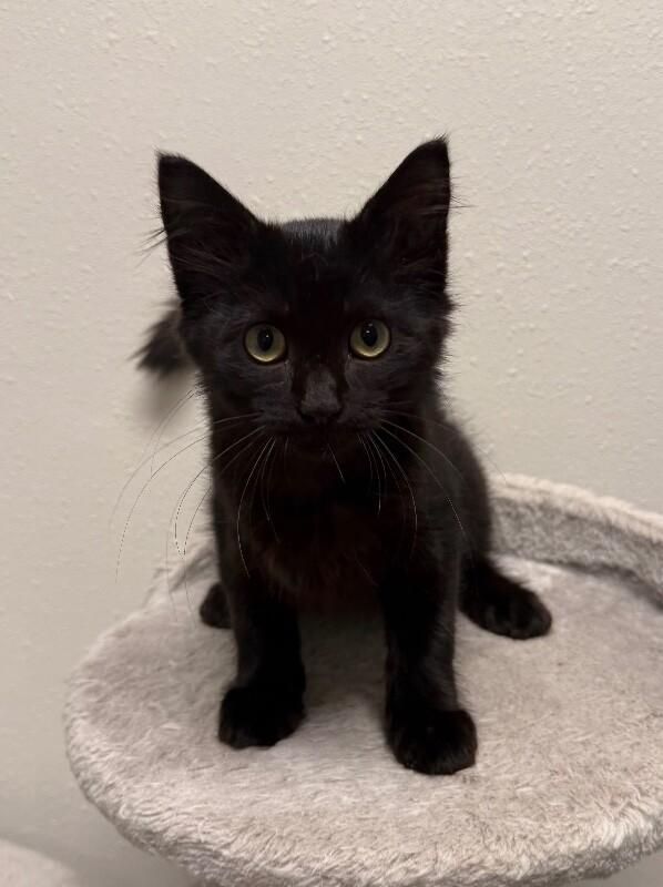Enlarge Sophi, a Adoptable Domestic Medium Hair in Yankton, SD image 3/3
