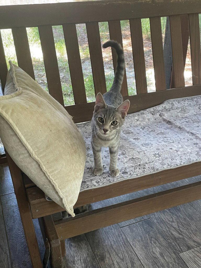 Cinda, Adoptable, Young Female Tabby & Domestic Short Hair.