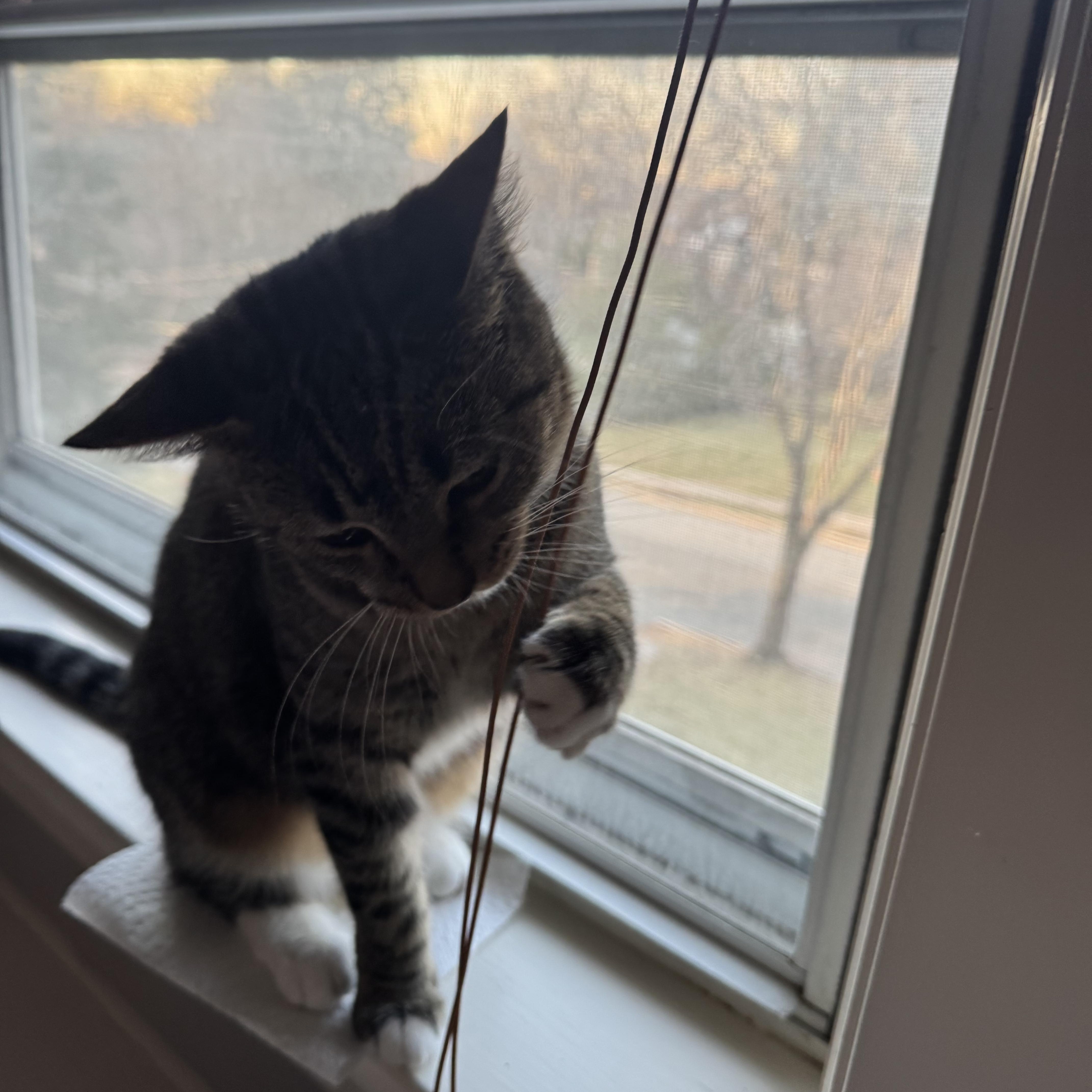 Enlarge Julia, a ADOPTABLE Tabby in Wanaque, NJ image 6/6