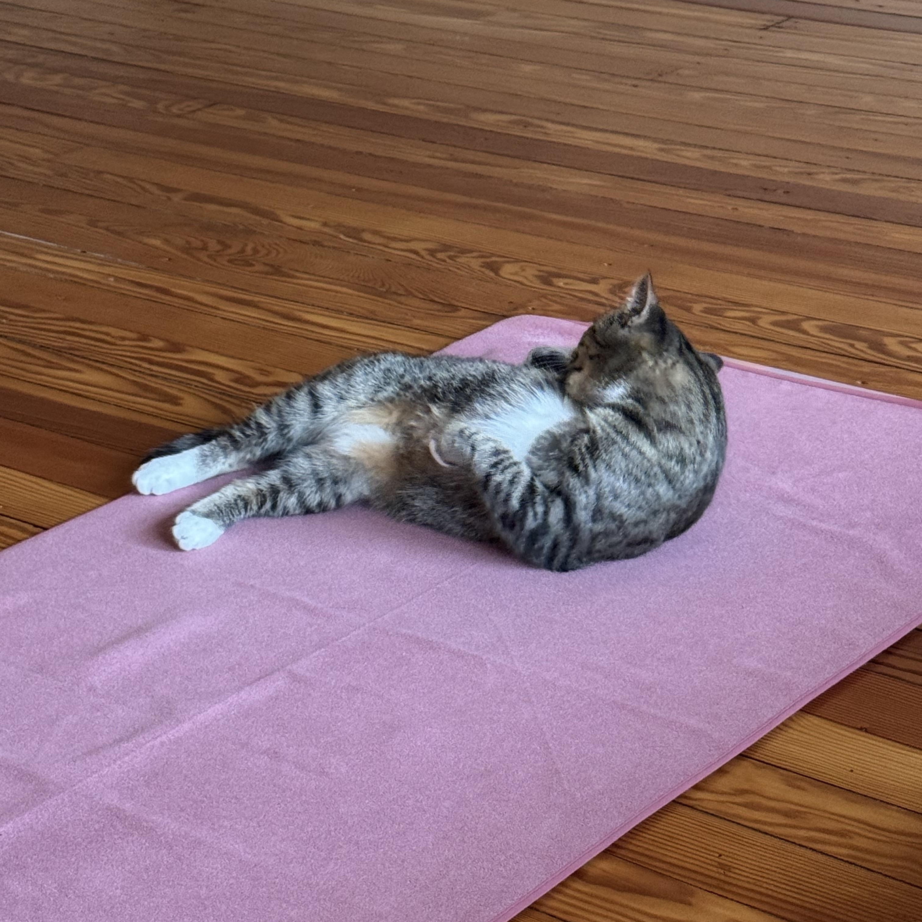 Enlarge Julia, a ADOPTABLE Tabby in Wanaque, NJ image 5/6