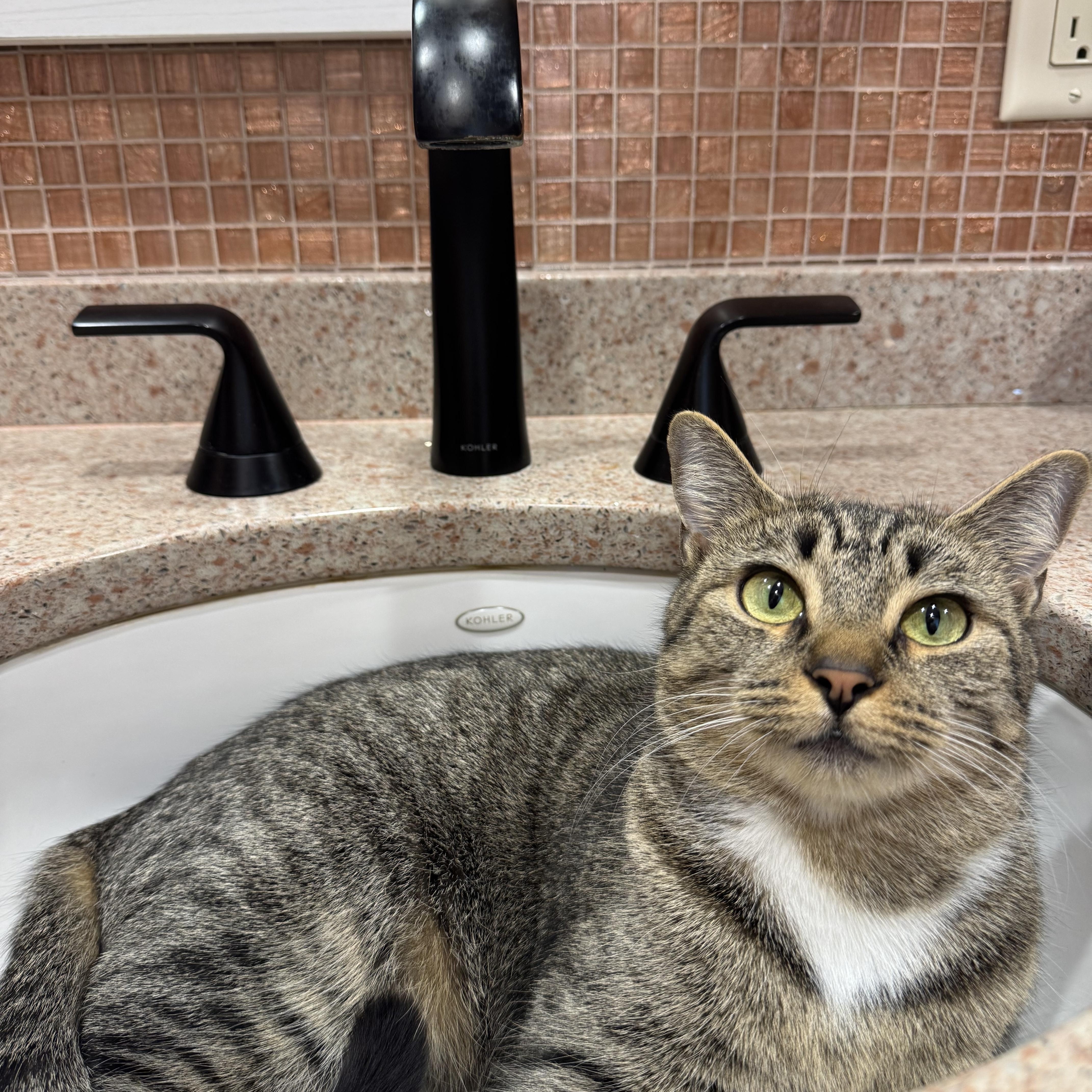 Enlarge Julia, a ADOPTABLE Tabby in Wanaque, NJ image 3/6