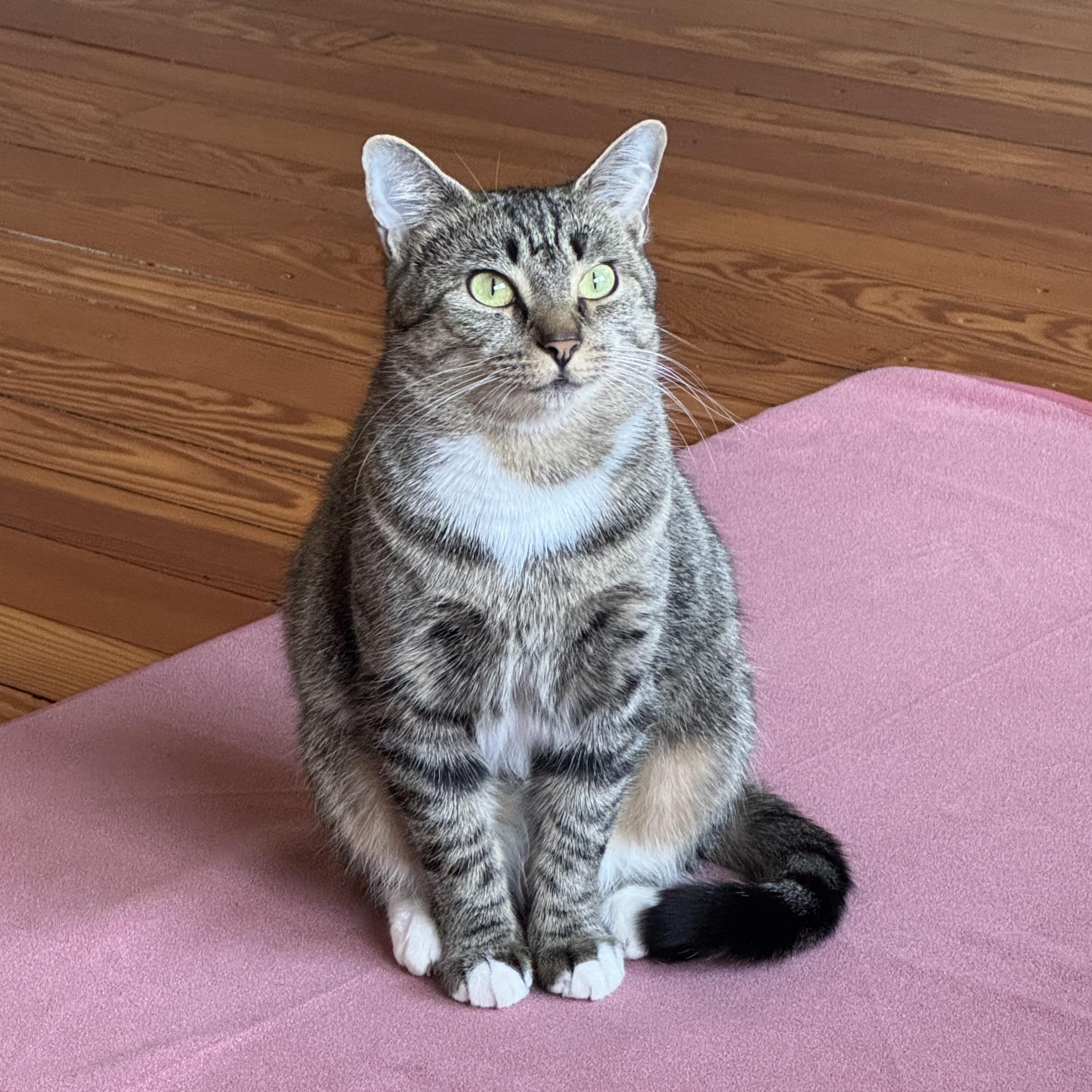 Enlarge Julia, a ADOPTABLE Tabby in Wanaque, NJ image 1/6